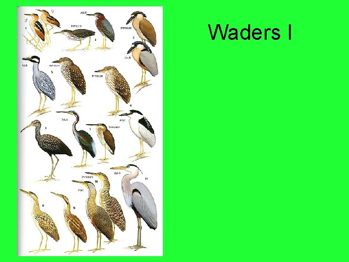 Waders I 