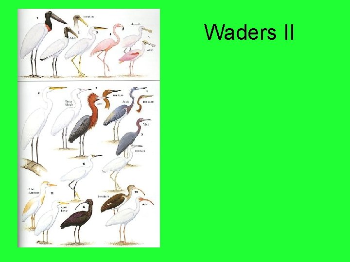 Waders II 