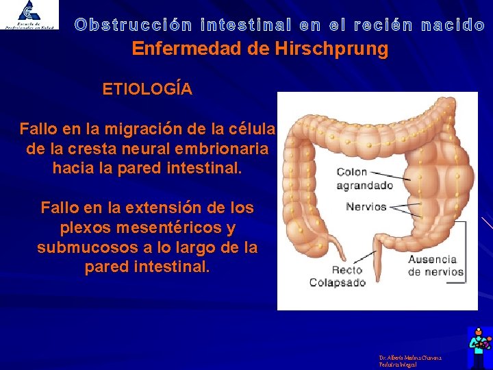 Enfermedad de Hirschprung ETIOLOGÍA Fallo en la migración de la célula de la cresta