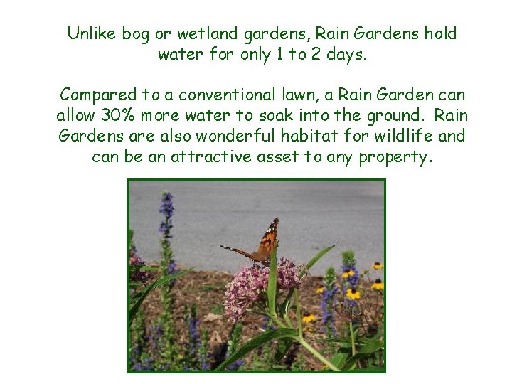 Unlike bog or wetland gardens, Rain Gardens hold water for only 1 to 2