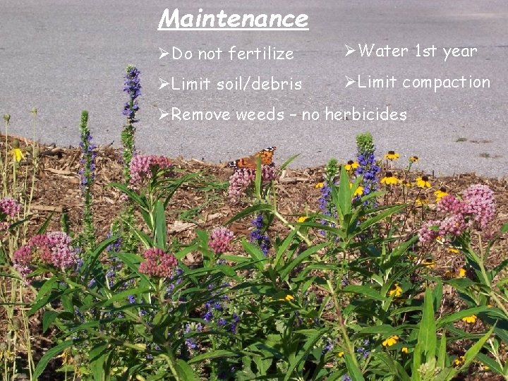 Maintenance ØDo not fertilize ØWater 1 st year ØLimit soil/debris ØLimit compaction ØRemove weeds