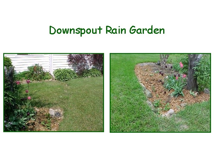 Downspout Rain Garden 