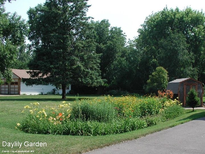 Daylily Garden Source: City of Maplewood, MN 