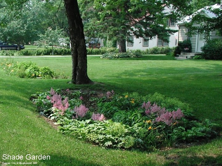 Shade Garden Source: City of Maplewood, MN 