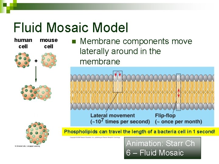 Fluid Mosaic Model human cell mouse cell + n Membrane components move laterally around