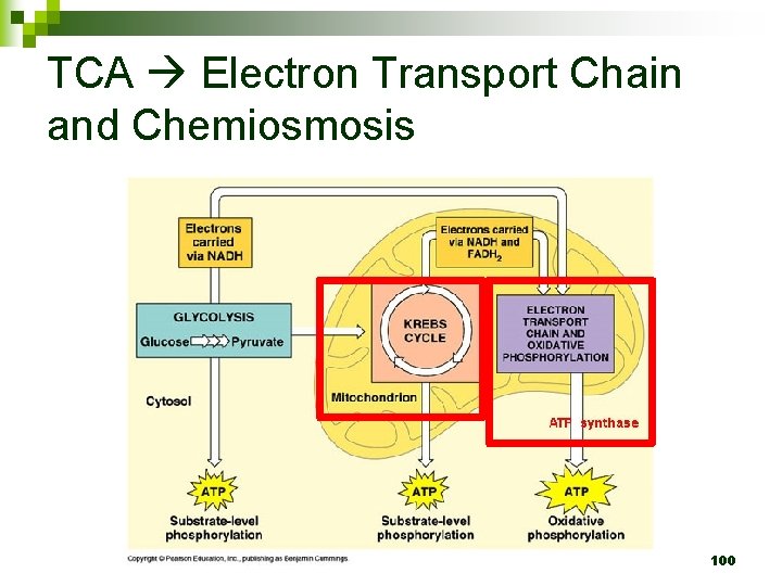 TCA Electron Transport Chain and Chemiosmosis 100 