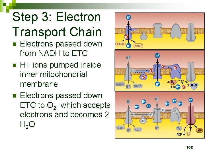 Step 3: Electron Transport Chain n Electrons passed down from NADH to ETC H+