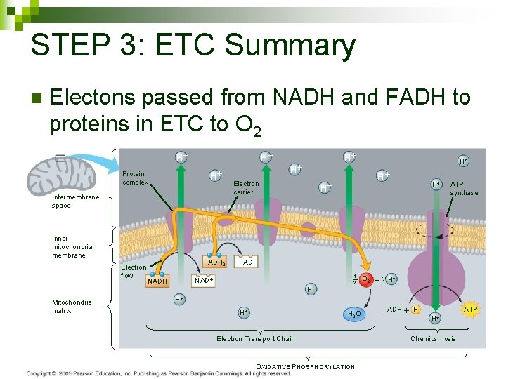 STEP 3: ETC Summary n Electons passed from NADH and FADH to proteins in