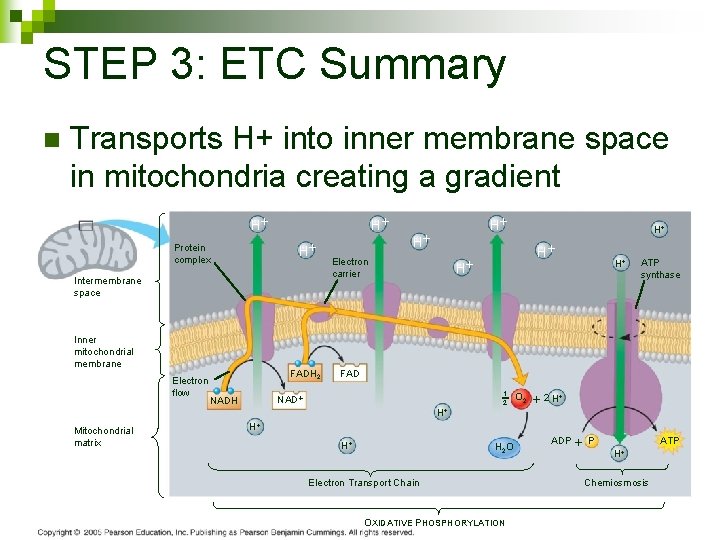 STEP 3: ETC Summary n Transports H+ into inner membrane space in mitochondria creating