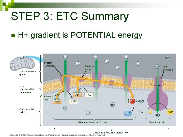 STEP 3: ETC Summary n H+ gradient is POTENTIAL energy H H H Protein
