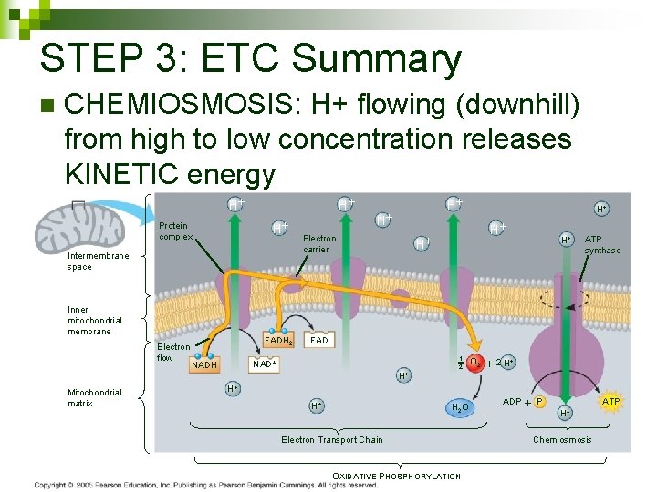 STEP 3: ETC Summary n CHEMIOSMOSIS: H+ flowing (downhill) from high to low concentration