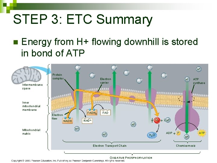 STEP 3: ETC Summary n Energy from H+ flowing downhill is stored in bond