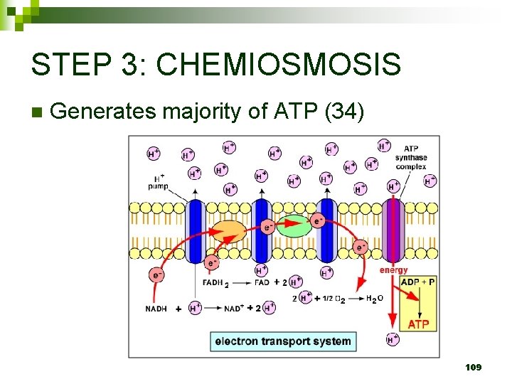 STEP 3: CHEMIOSMOSIS n Generates majority of ATP (34) 109 