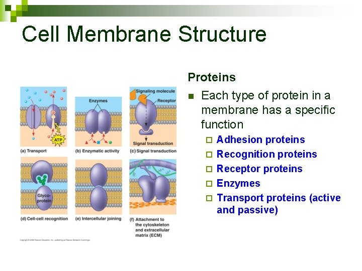 Cell Membrane Structure Proteins n Each type of protein in a membrane has a