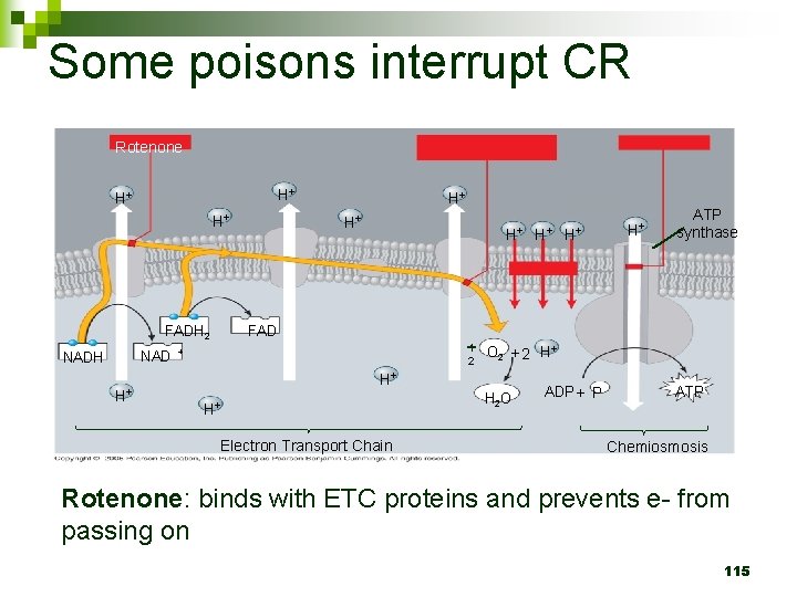Some poisons interrupt CR Rotenone H+ H+ H+ NAD H+ H+ H+ ATP synthase