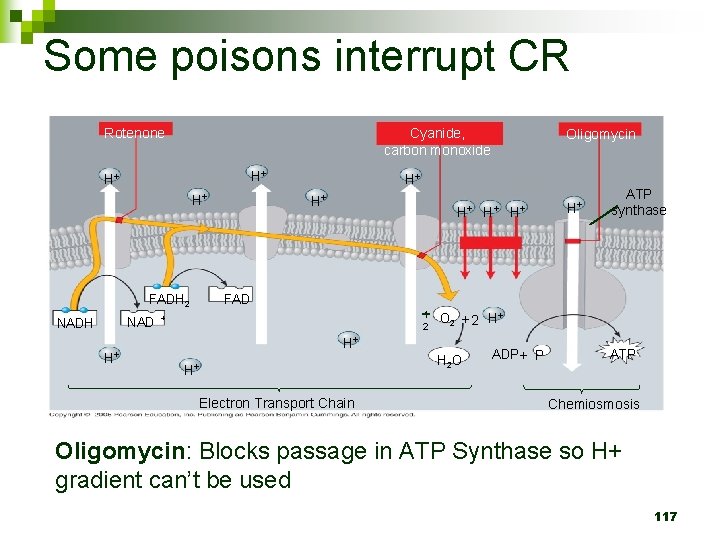 Some poisons interrupt CR Cyanide, carbon monoxide Rotenone H+ H+ H+ NAD H+ H+