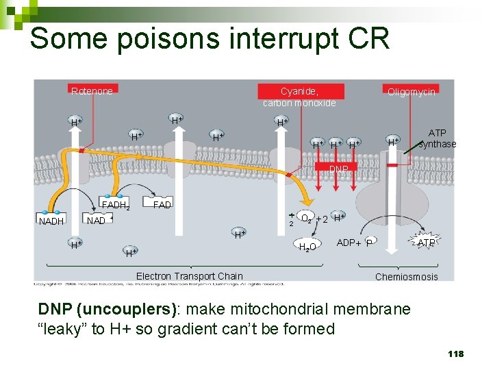 Some poisons interrupt CR Cyanide, carbon monoxide Rotenone H+ H+ H+ Oligomycin H+ H+