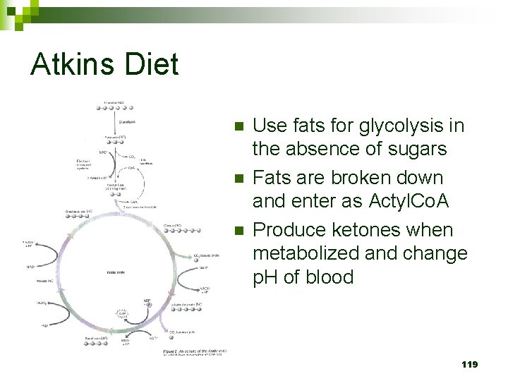 Atkins Diet n n n Use fats for glycolysis in the absence of sugars
