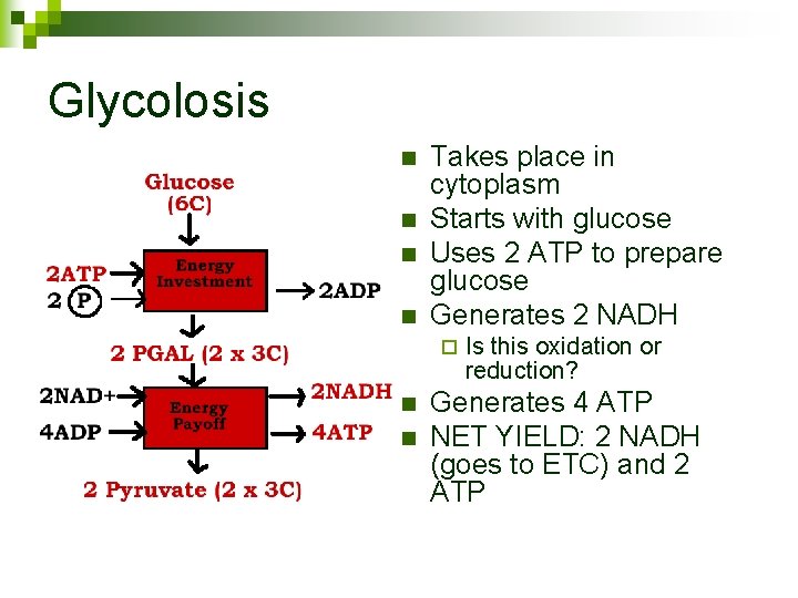 Glycolosis n n Takes place in cytoplasm Starts with glucose Uses 2 ATP to