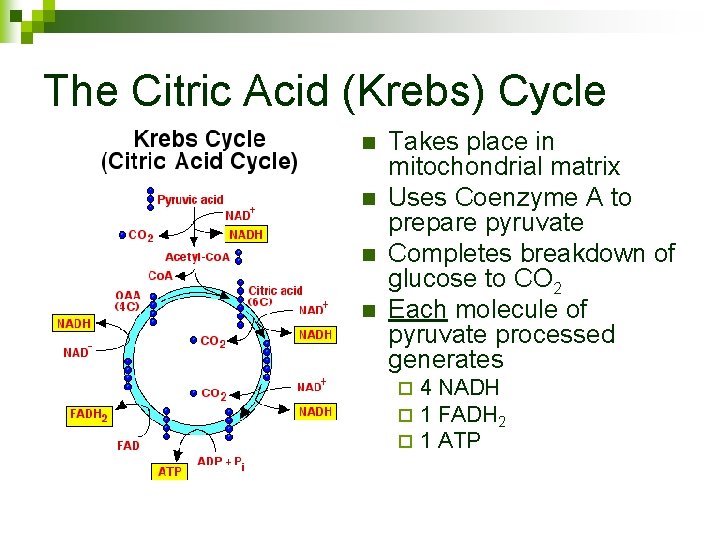 The Citric Acid (Krebs) Cycle n n Takes place in mitochondrial matrix Uses Coenzyme