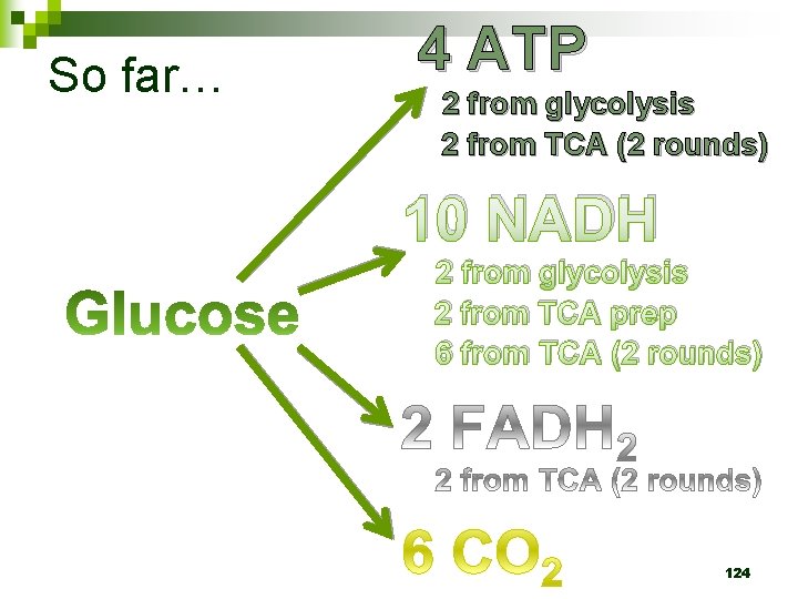 So far… 4 ATP 2 from glycolysis 2 from TCA (2 rounds) 10 NADH