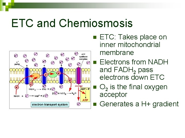 ETC and Chemiosmosis n n ETC: Takes place on inner mitochondrial membrane Electrons from