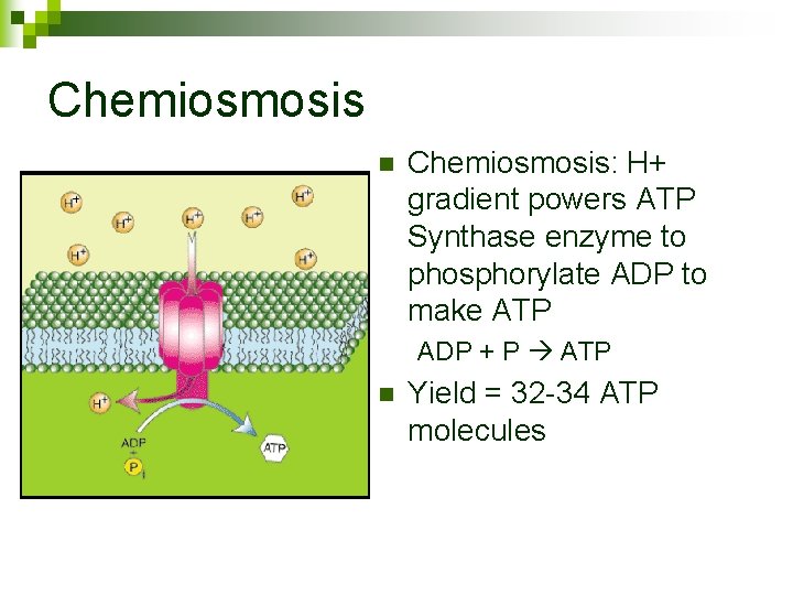Chemiosmosis n Chemiosmosis: H+ gradient powers ATP Synthase enzyme to phosphorylate ADP to make