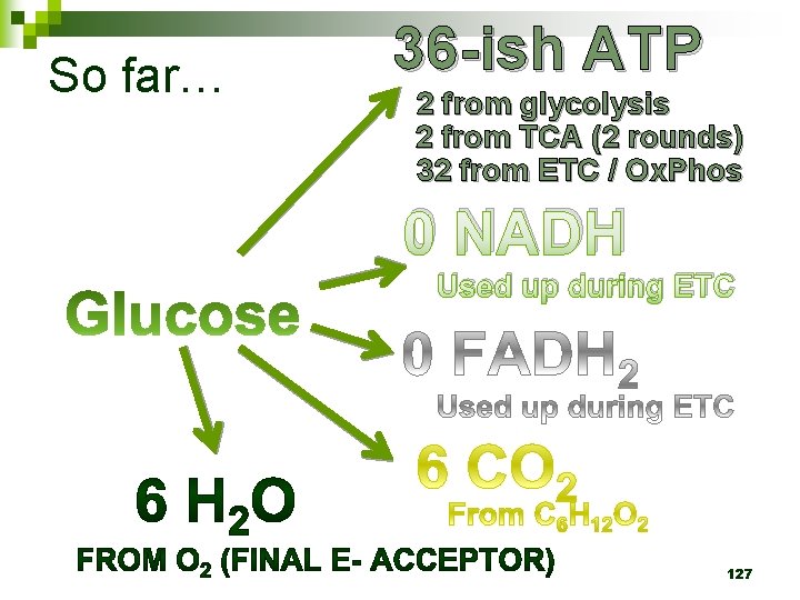 So far… 36 -ish ATP 2 from glycolysis 2 from TCA (2 rounds) 32