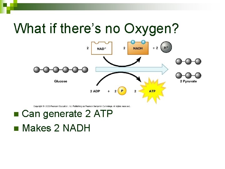 What if there’s no Oxygen? Can generate 2 ATP n Makes 2 NADH n