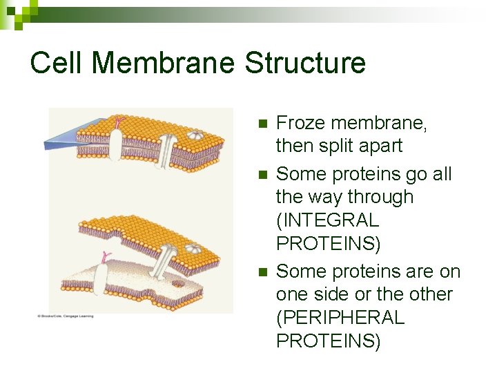 Cell Membrane Structure n n n Froze membrane, then split apart Some proteins go