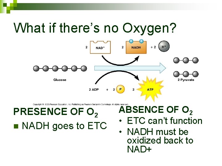 What if there’s no Oxygen? PRESENCE OF O 2 n NADH goes to ETC