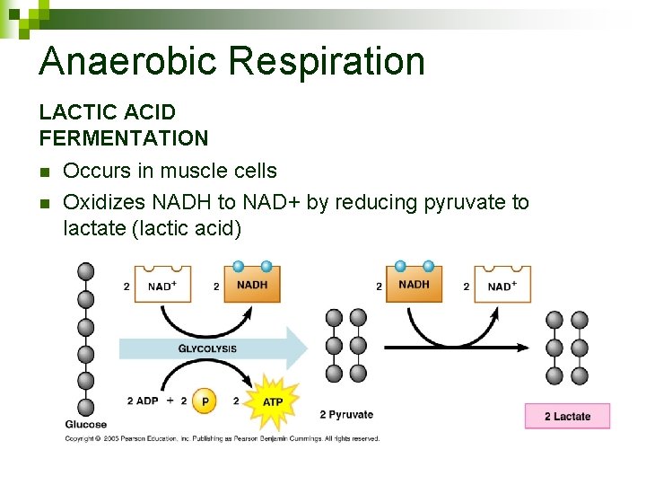 Anaerobic Respiration LACTIC ACID FERMENTATION n n Occurs in muscle cells Oxidizes NADH to