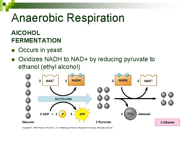 Anaerobic Respiration Al. COHOL FERMENTATION n n Occurs in yeast Oxidizes NADH to NAD+