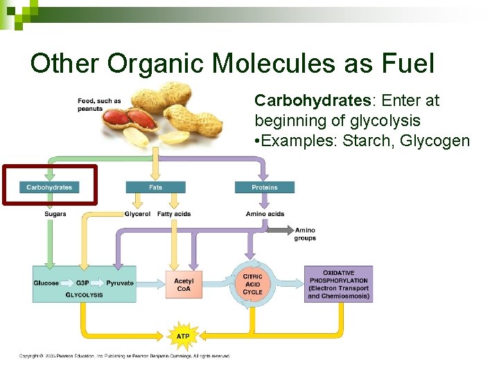 Other Organic Molecules as Fuel Carbohydrates: Enter at beginning of glycolysis • Examples: Starch,