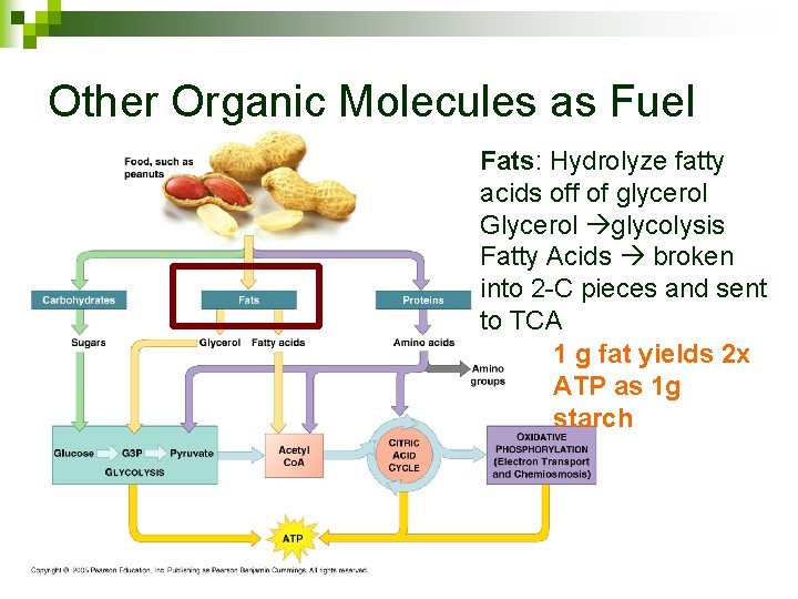 Other Organic Molecules as Fuel Fats: Hydrolyze fatty acids off of glycerol Glycerol glycolysis