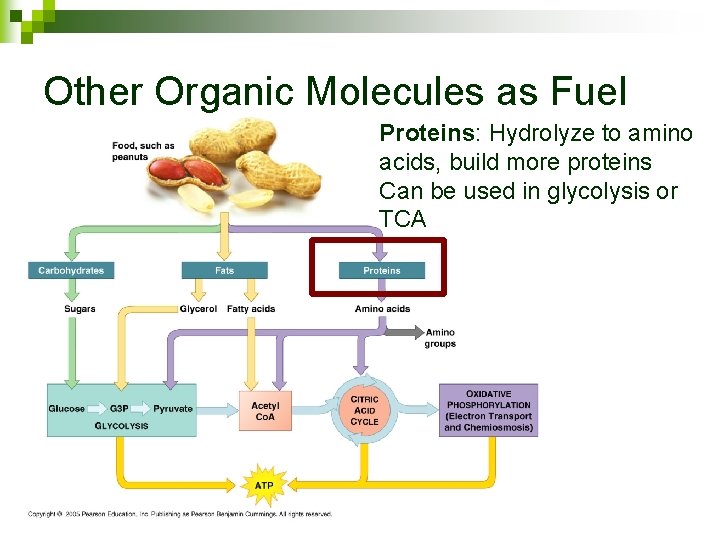 Other Organic Molecules as Fuel Proteins: Hydrolyze to amino acids, build more proteins Can