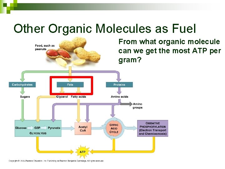 Other Organic Molecules as Fuel From what organic molecule can we get the most