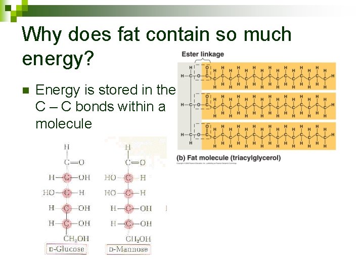 Why does fat contain so much energy? n Energy is stored in the C
