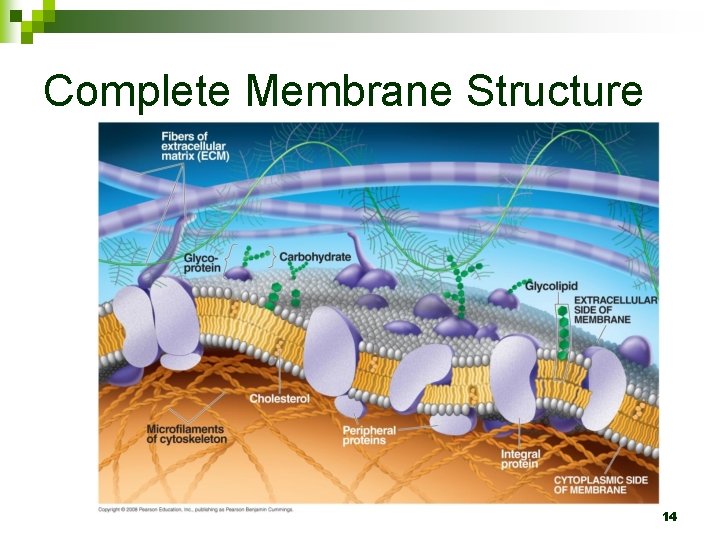 Complete Membrane Structure 14 