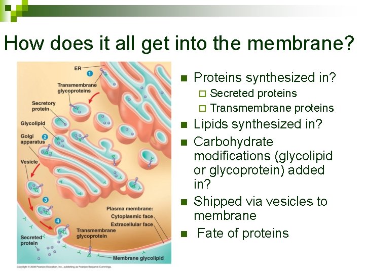 How does it all get into the membrane? n Proteins synthesized in? Secreted proteins