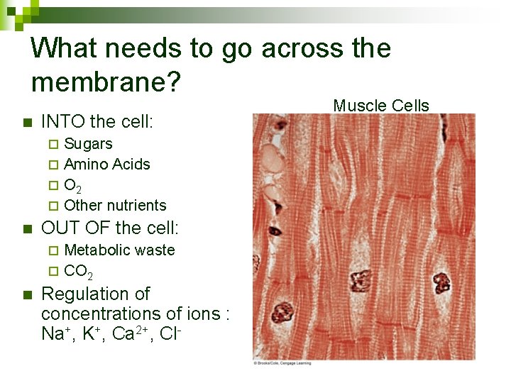 What needs to go across the membrane? n INTO the cell: Sugars ¨ Amino