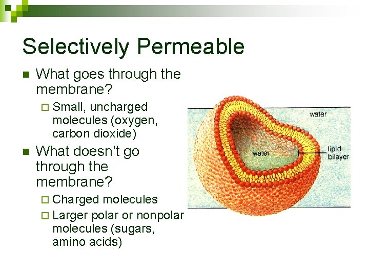 Selectively Permeable n What goes through the membrane? ¨ Small, uncharged molecules (oxygen, carbon