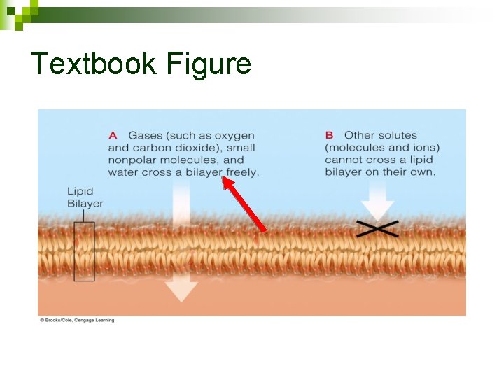 Textbook Figure 