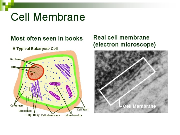 Cell Membrane Most often seen in books Real cell membrane (electron microscope) 