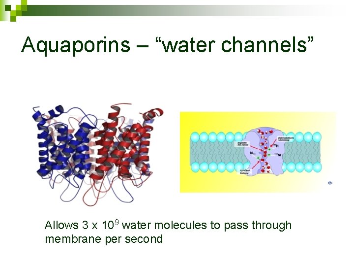 Aquaporins – “water channels” Allows 3 x 109 water molecules to pass through membrane