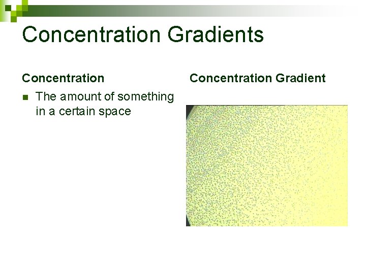 Concentration Gradients Concentration n The amount of something in a certain space Concentration Gradient