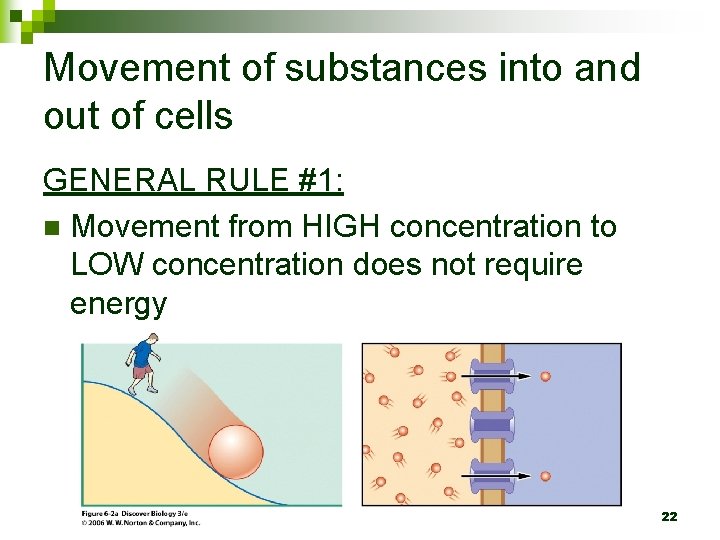 Movement of substances into and out of cells GENERAL RULE #1: n Movement from