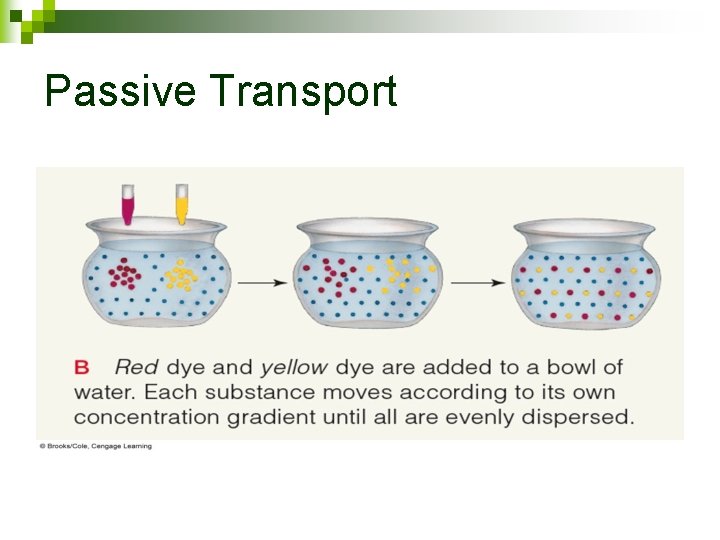 Passive Transport 