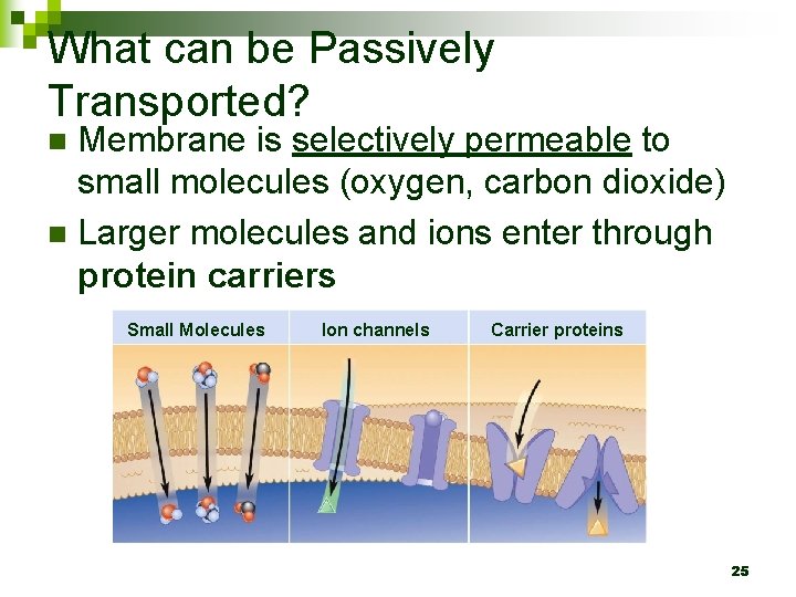 What can be Passively Transported? Membrane is selectively permeable to small molecules (oxygen, carbon