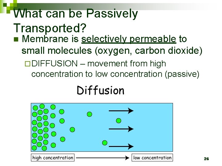 What can be Passively Transported? n Membrane is selectively permeable to small molecules (oxygen,